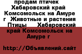 продам птичек. - Хабаровский край, Комсомольск-на-Амуре г. Животные и растения » Птицы   . Хабаровский край,Комсомольск-на-Амуре г.